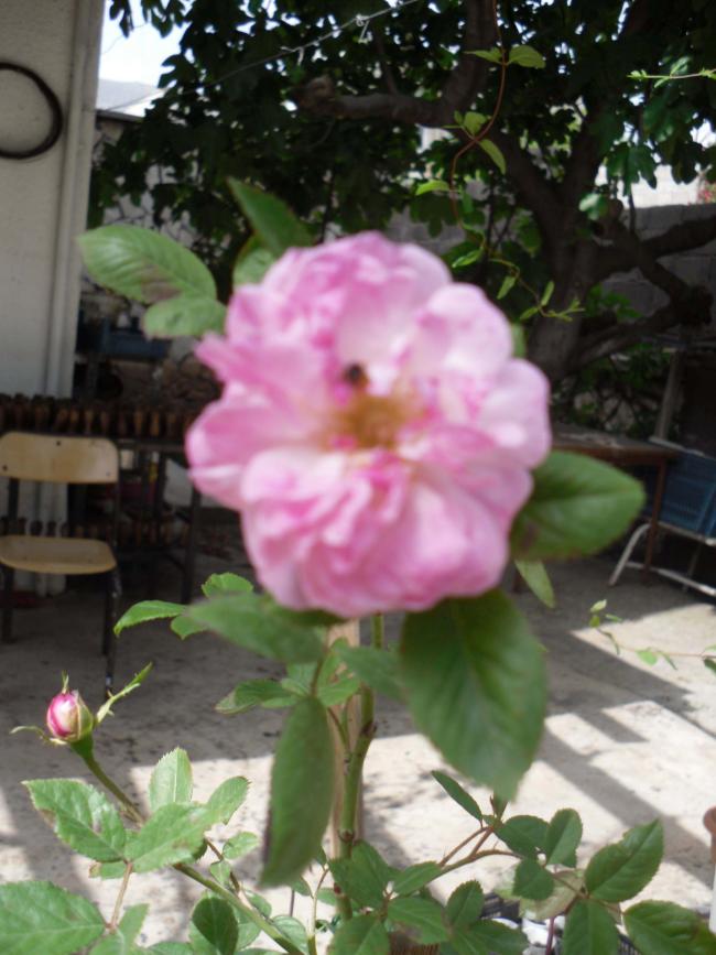 Name:  SDC10218 copy.jpg
Views: 1503
Size:  68.2 KB