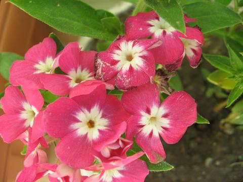 Name:  alev pembe.JPG
Views: 2367
Size:  37.3 KB