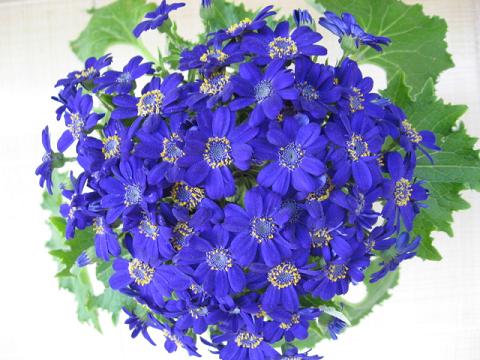 Name:  sindrella.JPG
Views: 3364
Size:  49.2 KB