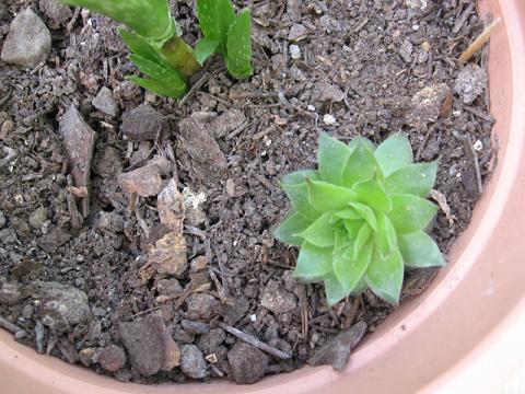 Name:  yeni iek- aloe v.JPG
Views: 2194
Size:  56.9 KB