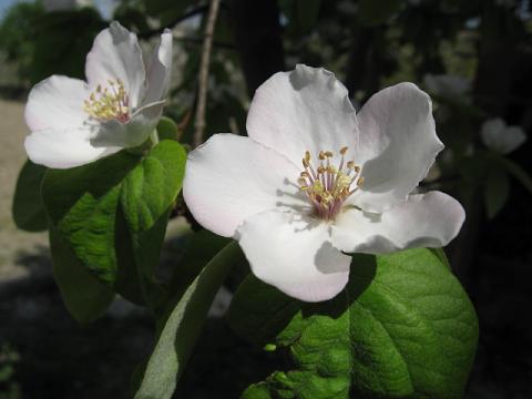 Name:  ayva.JPG
Views: 2169
Size:  28.0 KB