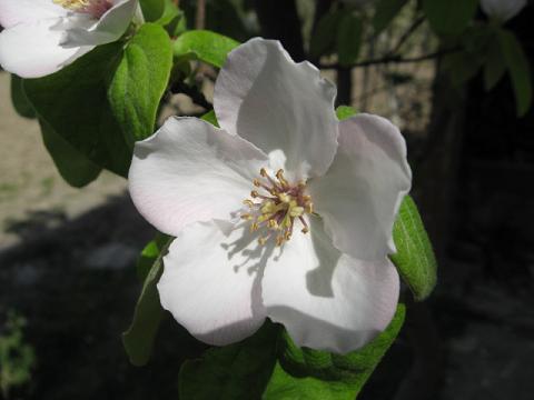 Name:  ayva1.JPG
Views: 2145
Size:  26.4 KB