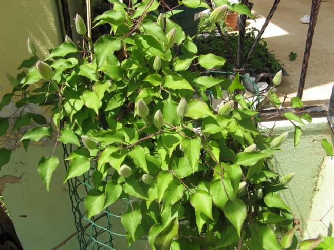 Name:  clematis.jpg
Views: 900
Size:  69.8 KB