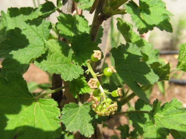 Name:  ribes meyve.jpg
Views: 901
Size:  52.1 KB