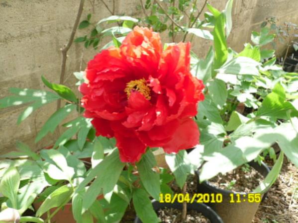 Name:  al akayk-krmz.jpg
Views: 1686
Size:  48.6 KB