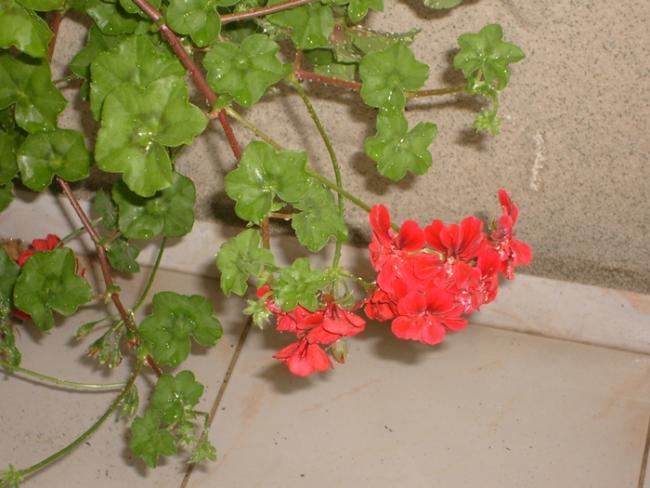 Name:  S6306092.jpg
Views: 814
Size:  44.8 KB