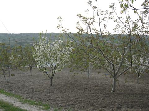 Name:  aalar.JPG
Views: 1889
Size:  44.3 KB