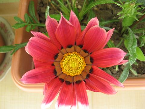 Name:  krmz gazanya.JPG
Views: 2159
Size:  37.5 KB