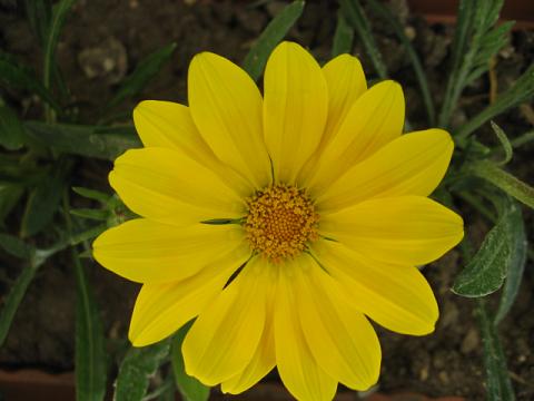 Name:  sar gazanya.JPG
Views: 2254
Size:  30.4 KB