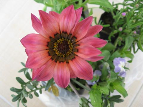 Name:  koyu pembe gazanya.JPG
Views: 2134
Size:  35.3 KB