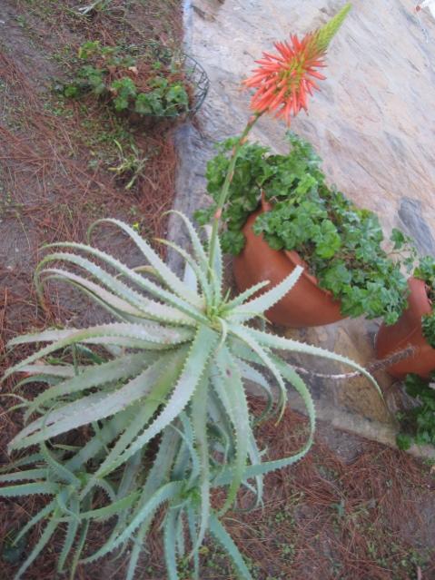 Name:  IMG_1694.jpg
Views: 1245
Size:  61.0 KB