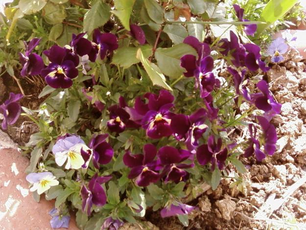 Name:  teyzemin bahesi 004.jpg
Views: 2272
Size:  71.6 KB