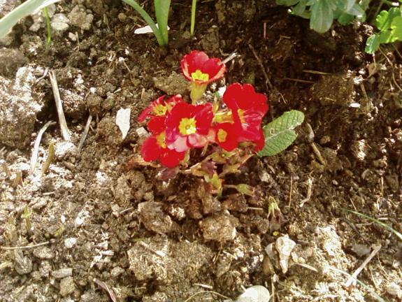 Name:  teyzemin bahesi 006.jpg
Views: 2295
Size:  73.1 KB