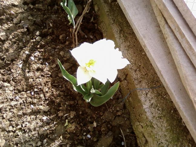 Name:  teyzemin bahesi 008.jpg
Views: 2235
Size:  70.0 KB