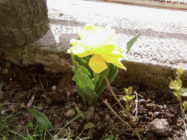 Name:  teyzemin bahesi 010.jpg
Views: 2217
Size:  68.0 KB