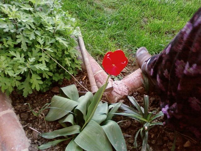 Name:  teyzemin bahesi 011.jpg
Views: 2283
Size:  71.8 KB