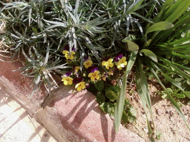 Name:  teyzemin bahesi 017.jpg
Views: 2206
Size:  71.7 KB