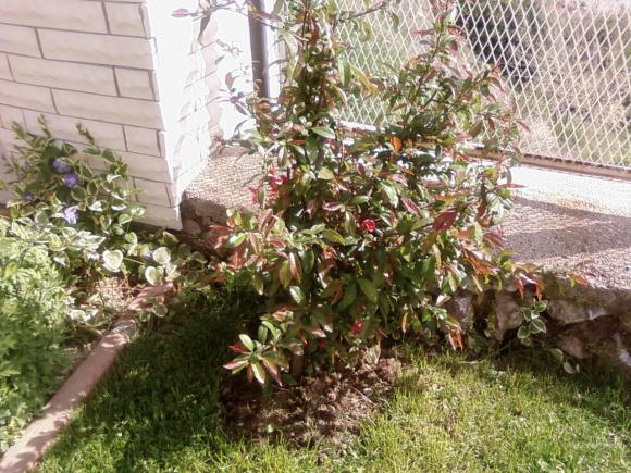 Name:  teyzemin bahesi 019.jpg
Views: 2172
Size:  73.1 KB