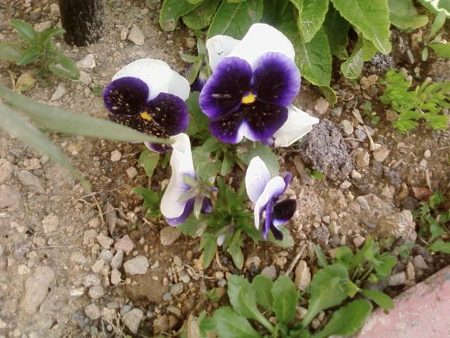 Name:  teyzemin bahesi 021.jpg
Views: 2162
Size:  66.5 KB
