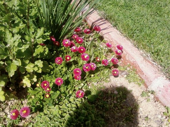 Name:  teyzemin bahesi 030.jpg
Views: 2159
Size:  73.2 KB