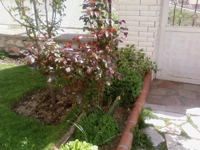 Name:  teyzemin bahesi 031.jpg
Views: 2138
Size:  64.8 KB