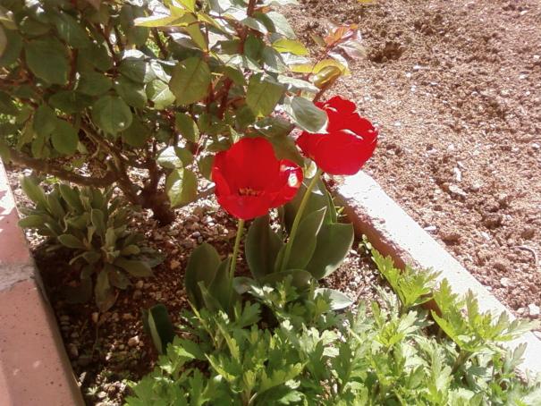Name:  teyzemin bahesi 077.jpg
Views: 2120
Size:  71.8 KB