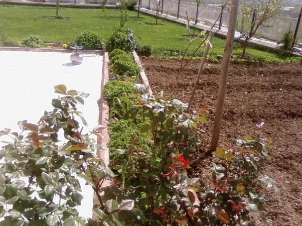 Name:  teyzemin bahesi 076.jpg
Views: 2093
Size:  71.5 KB