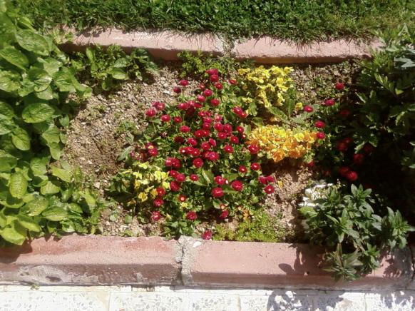 Name:  teyzemin bahesi 072.jpg
Views: 2142
Size:  72.5 KB