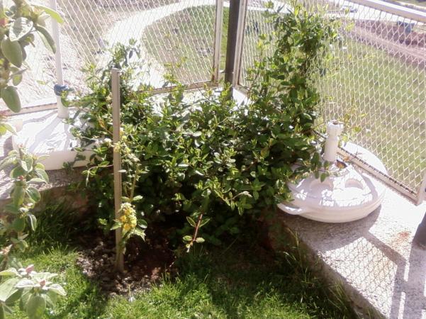 Name:  teyzemin bahesi 065.jpg
Views: 2123
Size:  72.2 KB