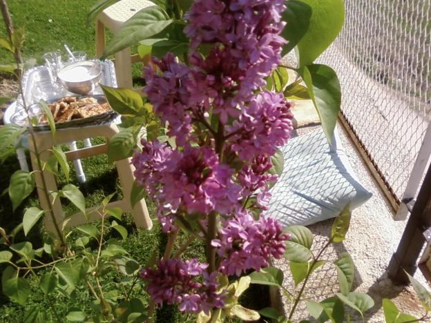 Name:  teyzemin bahesi 047.jpg
Views: 2061
Size:  71.1 KB