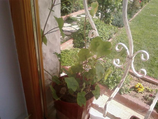 Name:  teyzemin bahesi 025.jpg
Views: 2021
Size:  55.3 KB