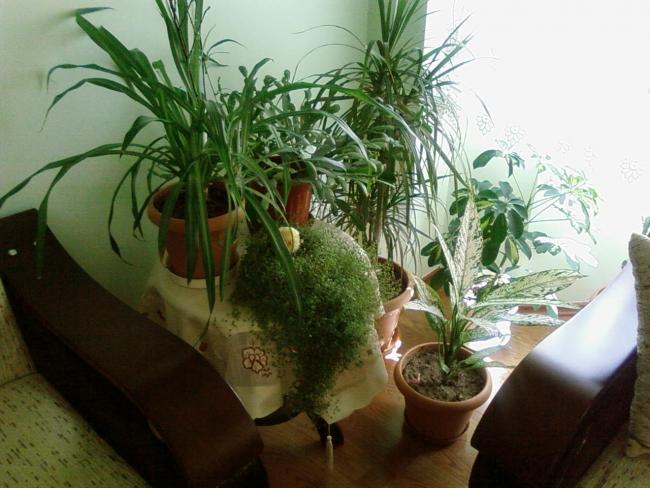 Name:  teyzemin bahesi 016.jpg
Views: 4828
Size:  50.8 KB