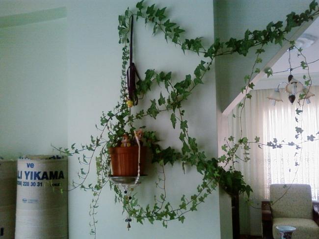 Name:  teyzemin bahesi 029.jpg
Views: 6004
Size:  43.2 KB