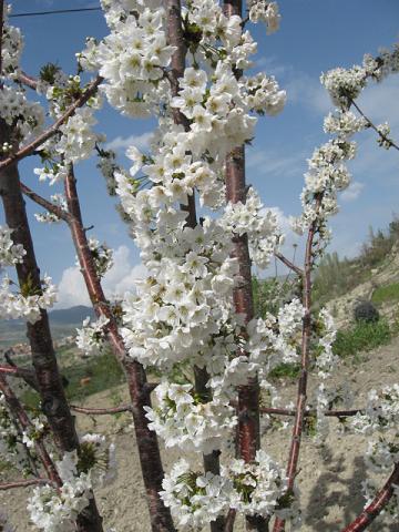 Name:  kiraz iei3.JPG
Views: 1899
Size:  56.1 KB
