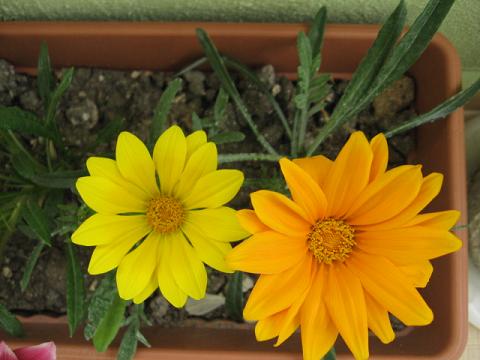 Name:  sargazanya.JPG
Views: 2096
Size:  36.0 KB