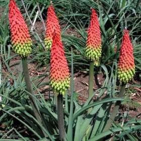 Name:  Kniphofia.jpg
Views: 2112
Size:  20.6 KB