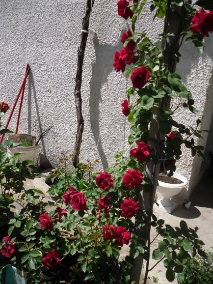 Name:  SDC10230 copy.jpg
Views: 2688
Size:  76.1 KB