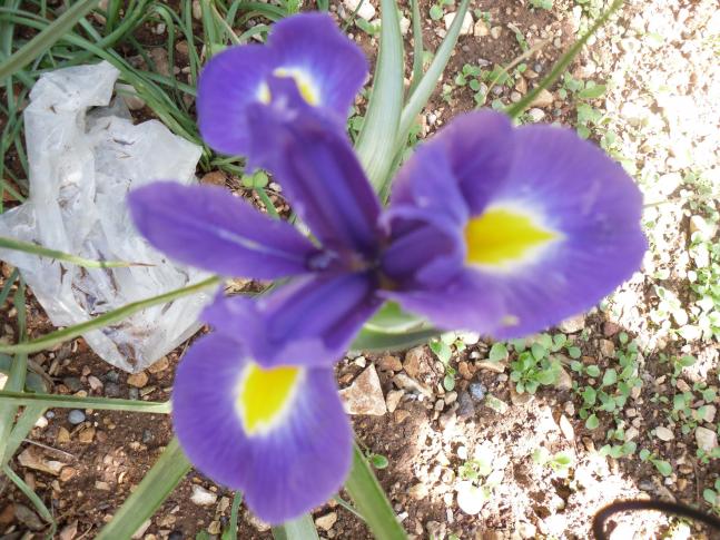 Name:  SDC10233 copy.jpg
Views: 1419
Size:  70.2 KB