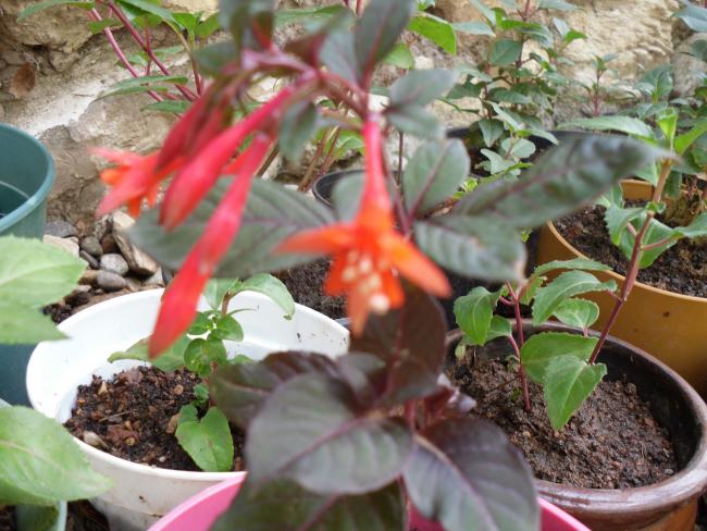 Name:  SDC10234 copy.jpg
Views: 1384
Size:  57.7 KB
