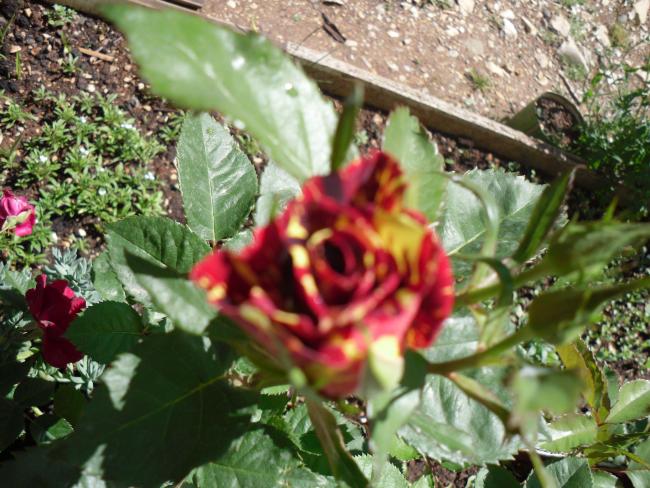 Name:  SDC10237 copy.jpg
Views: 2194
Size:  65.4 KB