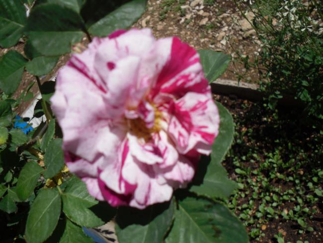 Name:  SDC10238 copy.jpg
Views: 2150
Size:  51.8 KB