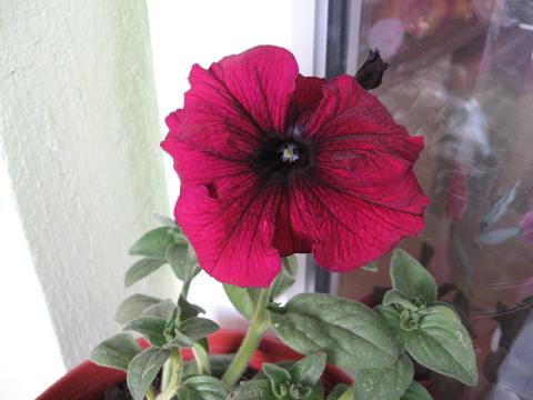 Name:  petunya renk deitirdi.JPG
Views: 1979
Size:  32.1 KB