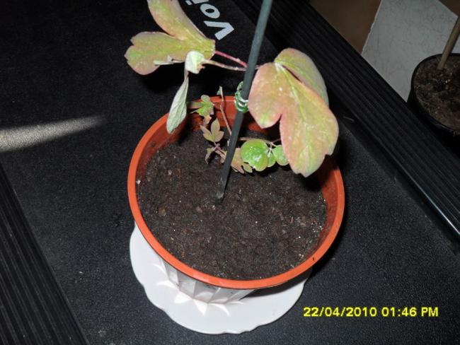 Name:  004.jpg
Views: 828
Size:  49.3 KB
