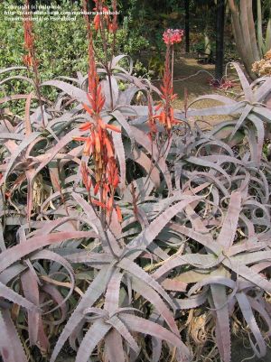 Name:  Aacutissima.jpg
Views: 743
Size:  41.5 KB