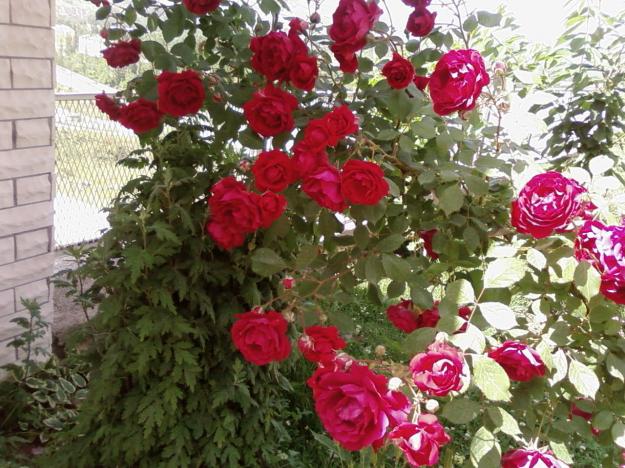 Name:  SP_A1101.jpg
Views: 1928
Size:  71.7 KB
