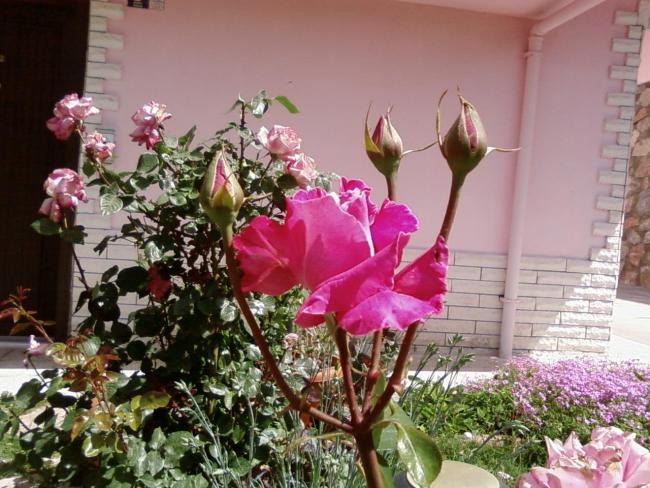 Name:  SP_A1102.jpg
Views: 1909
Size:  63.4 KB