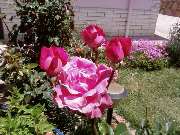 Name:  SP_A1113.jpg
Views: 1919
Size:  72.3 KB