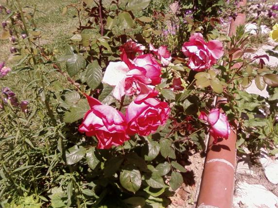 Name:  SP_A1114.jpg
Views: 1864
Size:  73.6 KB