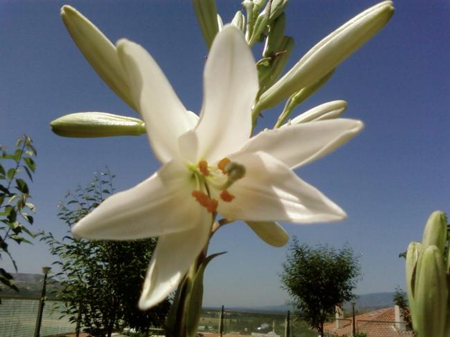 Name:  SP_A1116.jpg
Views: 1897
Size:  37.7 KB