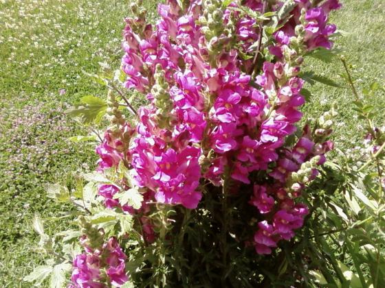 Name:  SP_A1107.jpg
Views: 1843
Size:  73.7 KB